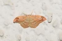 Cyclophora linearia