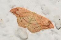 Cyclophora linearia
