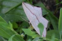 Timandra comae