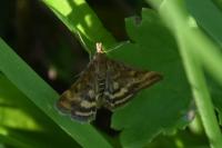 Pyrausta despicata