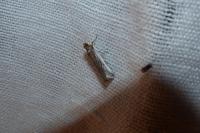 Denticera divisella