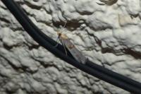 Etiella zinckenella