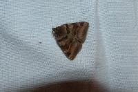 Euclidia glyphica