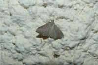 Mecyna asinalis