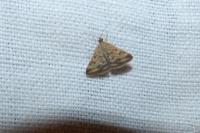 Pyrausta despicata