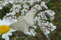 Scopula virgulata