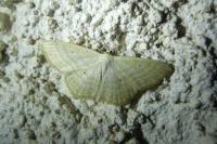 Scopula immutata