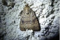 Amphipyra pyramidea