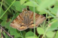 Euclidia glyphica