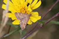 Pyrausta despicata