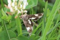 Tyta luctuosa