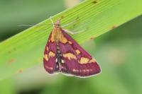 Pyrausta purpuralis