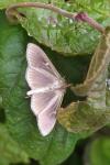Cydalima perspectalis