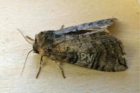Tethea ocularis