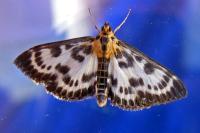 Anania hortulata