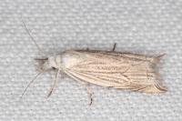 Metacrambus carectellus