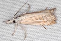 Mesocrambus pallidellus