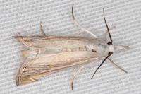 Mesocrambus pallidellus