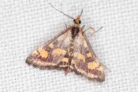 Pyrausta purpuralis