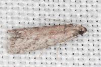 Ephestia woodiella/parasitella/elutella