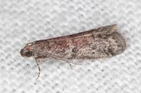 Ephestia woodiella/parasitella/elutella