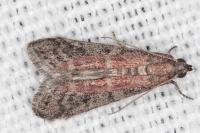 Ephestia woodiella/parasitella/elutella