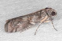 Phycita torrenti