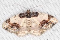 Ligdia adustata