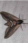 Sphinx ligustri