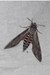 Agrius convolvuli