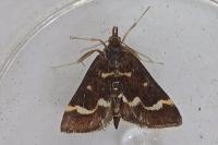 Pyrausta nigrata