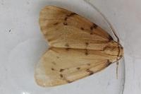 Paidia rica
