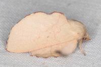 Phyllodesma suberifolia