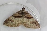 Pareulype berberata berberata