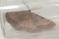 Selidosema brunnearia