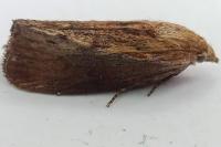 Galleria mellonella