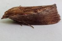 Galleria mellonella