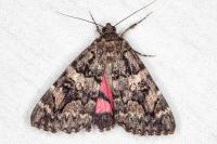 Catocala coniuncta
