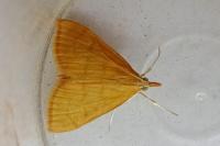 Anania crocealis