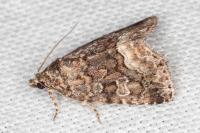 Deltote pygarga