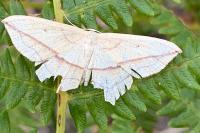 Timandra comae