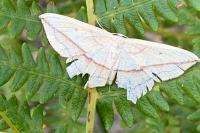 Timandra comae