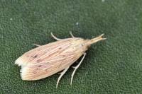 Ematheudes punctella