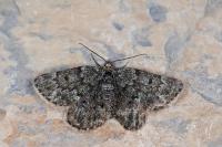Psodos canaliculata