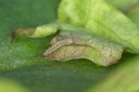 Psodos canaliculata