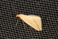 Aspitates gilvaria