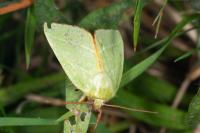 Pseudoips prasinanus