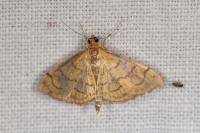 Anania verbascalis