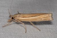Ancylolomia tentaculella