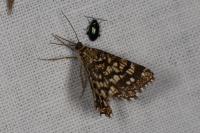 Chiasmia clathrata